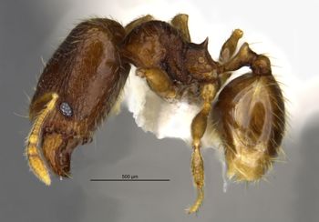 Media type: image;   Entomology 34336 Aspect: habitus lateral